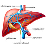 Organ Transplants in India