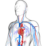 Vascular Surgery